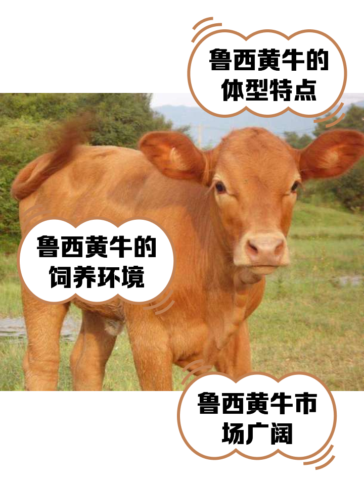 雄安新区最新医保取现黄牛方法分析(最方便真实的雄安新区医保取现黄牛怎么取方法)